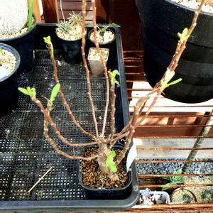 オトンナ ロバタ,塊根植物,多肉植物,灌木,珍奇植物の画像