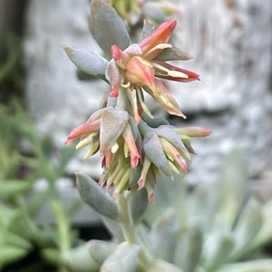 トップスプレンダー,多肉植物,多肉の寄せ植え,クラッスラ属,多肉大好きの画像