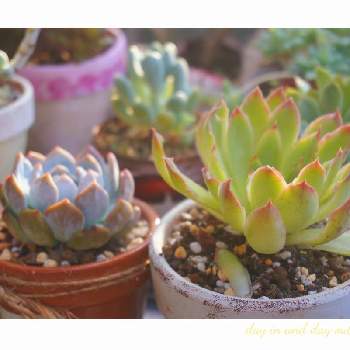カランコエ,不死鳥,みどりのある暮らし,玄関周り,多肉植物の画像
