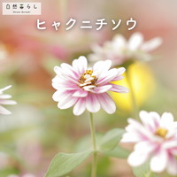 ヒャクニチソウ,自然暮らし,植物のある暮らし,自然のある暮らし,家庭菜園の画像