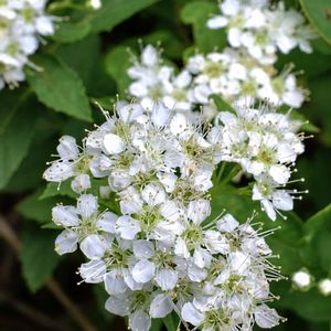 シモツケ ,山口フラワーランド,花壇,美しい♡,バラ科の画像