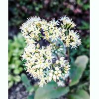 オオベンケイソウ,花散歩,百合が原公園,白・しろ・ホワイト,札幌百合が原公園の画像