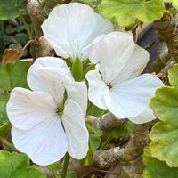  ゼラニウム,鉢植え,ガーデニング,花のある暮らし,白い花の画像