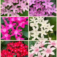 ペンタス,濃いピンク,カラフル,あか❤,成長中の画像