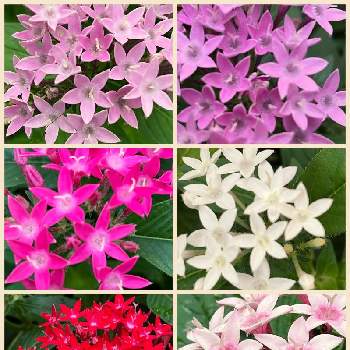 原種チューリップ,植えっぱなし球根の画像