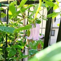クレマチス,犬好き,ラブリー♡,ネコ好き,お花に感動の画像