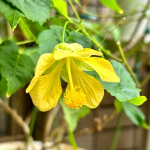 アブチロン,アブチロン 彦星,スマホ撮影,庭に咲く花,我が家の花達の画像