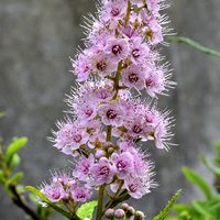ホザキシモツケ,山口フラワーランド,花壇,美しい♡,バラ科の画像