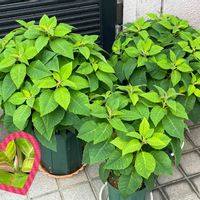 プリンセチア,サンフラビト,生田園芸,モリモリ,いい感じ♪♪の画像