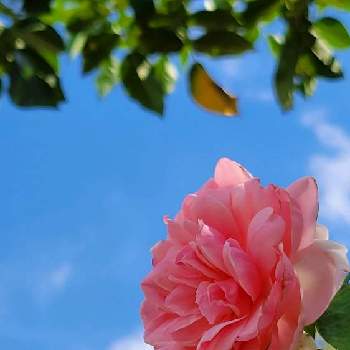 バラ,花散歩の画像