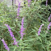 ドライフラワー,挿し木,季節の花,おうち園芸, アメジストセージの画像