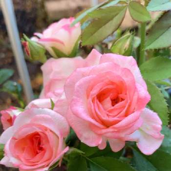 バラ,花散歩の画像