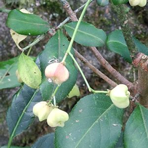 マユミの 実,らんまん応援♪,おうち園芸,我が家の花壇,花のある暮らしの画像