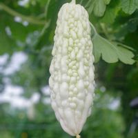 白ゴーヤ,開花,花壇,公園,季節の花の画像