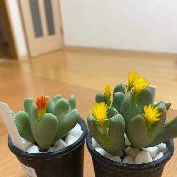 オールドローズ,マダムアルフレッドキャリエール,無農薬,バラ・オールドローズ,ピンクのお花の画像