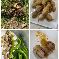 落花生,Qナッツ,Qなっつ,地植え,野菜作りの画像