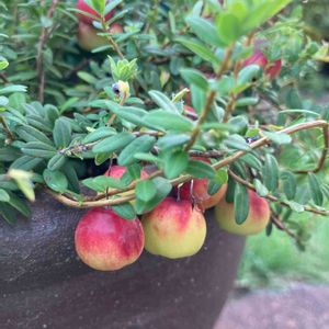 クランベリー♡,おうち園芸,緑のある暮らし,小さな庭♡,鉢植えの画像