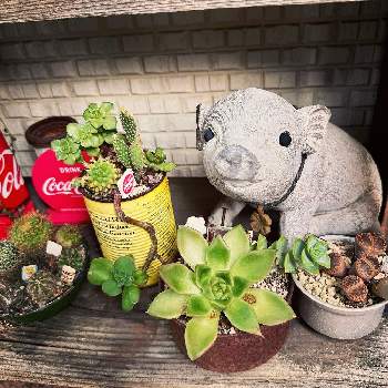 斑入りツルニチニチソウ,フランネルフラワー,ロータス ブリムストーン,アンゲロニア セレニータ,シュガーバインの画像