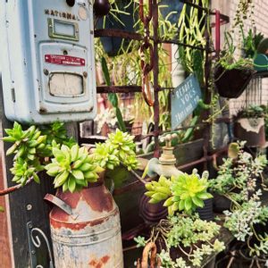 サンライズマム,姫秋麗,多肉中毒,多肉植物,ガラクタガーデンの画像