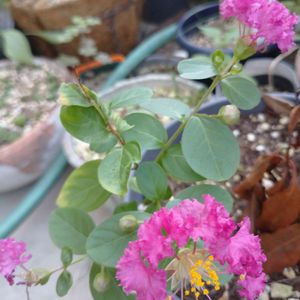 サルスベリかも？,お花大好き,可愛い葉,オレンジの花,鉢植えの画像
