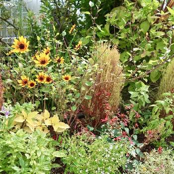 原種チューリップ,植えっぱなし球根の画像