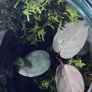 ホマロメナ  シルバーバレット,観葉植物,テラリウム,ジュエルオーキッド,ガラス瓶の画像