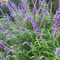 アメジストセージ,モフモフの花,アメジストセージ⭐️,実家のハーブ園のアメジストセージ,モフモフの木曜日の画像