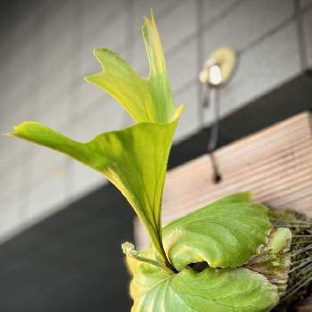 ビカクシダ ワンダエ,着生植物, コウモリラン ,ビカクシダの森, ビカクシダの画像