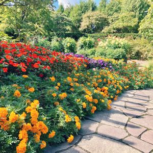 インパチェンス,マリーゴールド,ダリア,公園,庭園の画像