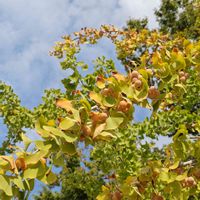 イチョウ,花散歩,幸せな時間,道草さんぽ,木曜日は木の画像