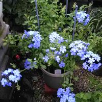 ルリマツリ,水色の花,おうち園芸,Dear violet,花のある暮らしの画像
