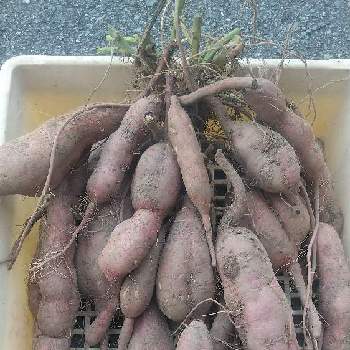 パパイヤ,家庭菜園,熱帯果樹,熱帯植物の画像