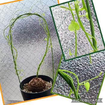 オペルクリカリア・パキプス,ベアルート,塊根植物のある暮らし,発根管理中,塊根まん・ベアルートの画像