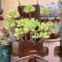 乙女心,多肉植物,植物のある暮らし,多肉のある暮らし,緑のある暮らしの画像