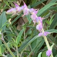 アメジストセージ,癒しの紫♡,紫の妖精,愛しの紫,中島みゆき糸つながりの画像