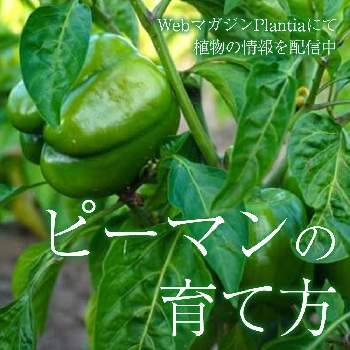 パパイヤ,家庭菜園,熱帯果樹,熱帯植物の画像
