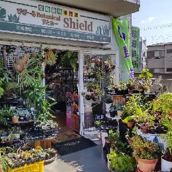 ビカクシダ ワンダエ,着生植物, コウモリラン ,ビカクシダの森, ビカクシダの画像