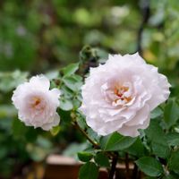 ガブリエル,開花,剪定,返り咲き,秋咲きの画像