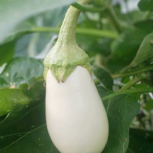白ナス,ナス科,季節の花,はたけ,おでかけ先の画像
