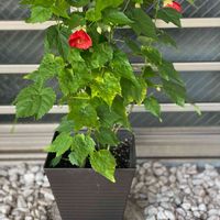 アブチロン 姫りんご,開花,緑が好き,挿し木,赤い花の画像