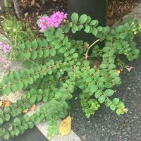 お出かけ先にて,癒し,散歩,花のある暮らしの画像
