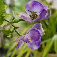 トリカブト,今朝の庭巡り,我が家の花小屋,山野草,花のある暮らしの画像