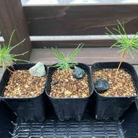 黒松,観察,水やり,植欲,ミニ盆栽の画像