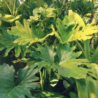 アジサイ,アマリリス,セローム,観葉植物,熱帯植物の画像