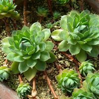 軒下,挿し木,鉢に植えるの画像