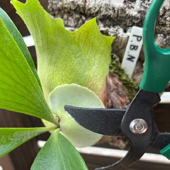 ビカクシダ ワンダエ,着生植物, コウモリラン ,ビカクシダの森, ビカクシダの画像