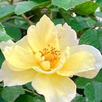 クリスティアーナ,バラ クリスティアーナ,ばら バラ 薔薇,太陽大好き,ホワイトの画像