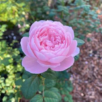 クリスティアーナ,バラ クリスティアーナ,ばら バラ 薔薇,太陽大好き,ホワイトの画像