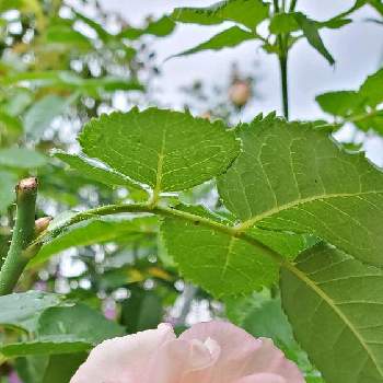 クリスティアーナ,バラ クリスティアーナ,ばら バラ 薔薇,太陽大好き,ホワイトの画像