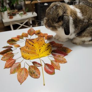 枯葉,落ち葉アート,ウサギ,部屋の画像